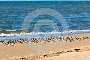 Shorebirds on a beach