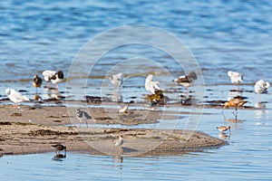 Shorebirds on a beach