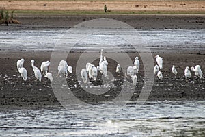 Wading birds at Bombay Hook National Wildlife Refuge (NWR) including Great white Egrets and Tricolored Herons. photo