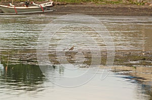 Shorebirds looking for food on the coast