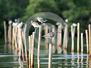 Shorebirds in Paknam Prasae