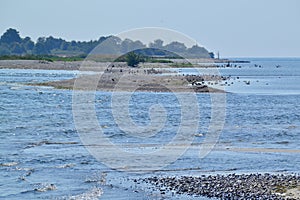 Shorebirds resting along south end of Gull Island at Presqu\'ile