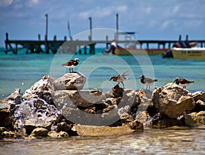 Shorebirds on the rocks - Isla Mujeres photo