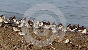 Shorebirds on a Shore in Brittany - slow motion