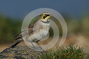 A Shorelark Eremophila alpestris sitting on a rock on the shoreline. photo