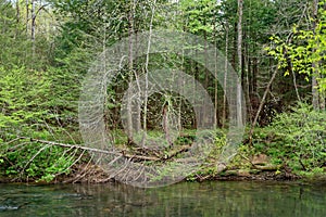 Shoreline along the creek