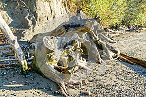 Shoreline Driftwood Tree Trunk 3