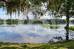 Shoreline of Henderson Lake