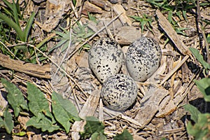 Shoreline Killdeer Nest photo