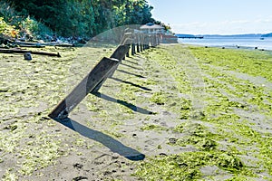 Shoreline Leaning Pilings