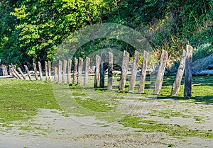 Shoreline Leaning Pilings 7