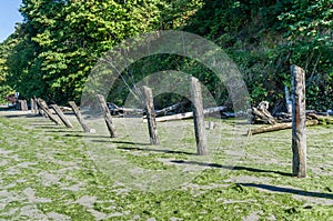 Shoreline Leaning Pilings 9