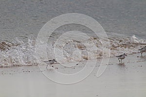 Shoreline Scavengers: Sanderling Birds Over the Beach photo