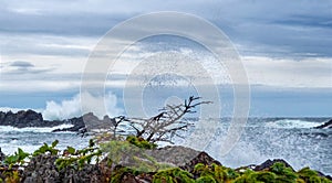 Shoreline vista of foamy seas along the western shoreline of Vancouver Island