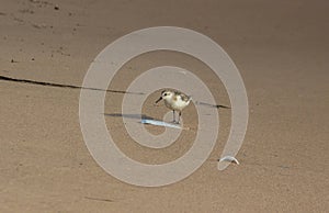 Shoreline Wanderers: Sanderling Birds on the Beach Sand