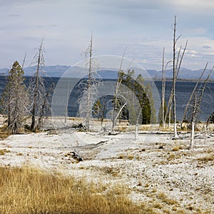 Shoreline at Yellowstone