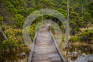 Shorepine Bog TrailVancouver Isla