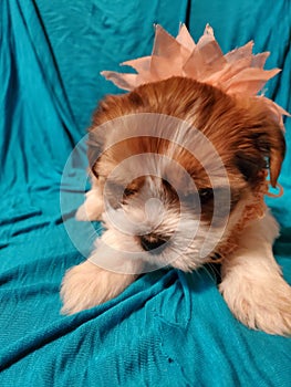 Shorkie puppy cute dog pet fur