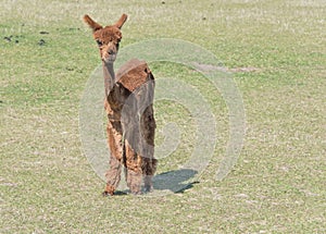 Shorn Brown Alpaca