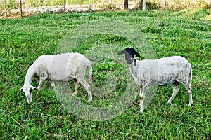 Shorn Greek Sheep in Green Pasture, Greece