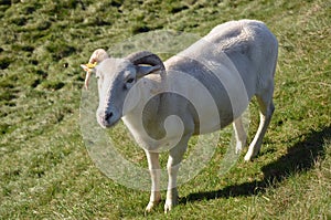 Shorn Sheep