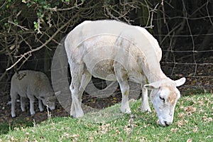 A shorn sheep grazes on the grass in a meadow