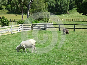 Shorn Sheep in Green Field, New Zealand