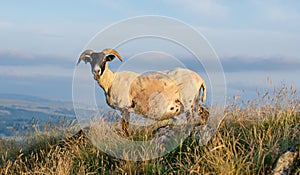 Shorn sheep with horns on top of a mountain