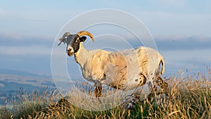 Shorn sheep with horns on top of a mountain looking left