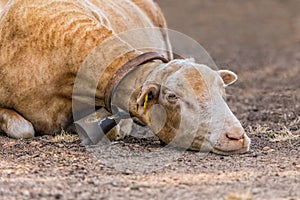 Shorn Sheep, Mallorca. photo