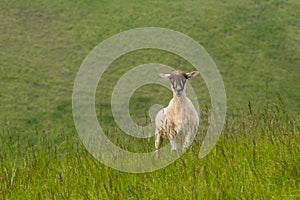 A Shorn Sheep in a Summer Meadow, England