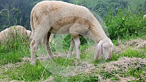 Shorn sheep without woolly fleece grazing and grazing green grass in the mountains