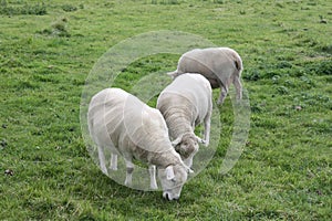Shorn Sheeps