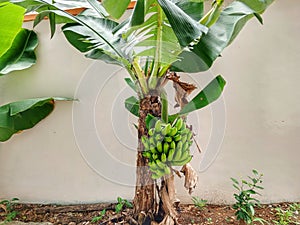 a short banana tree that growing very good in a small garden