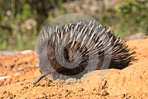 Short-beacked Echidna