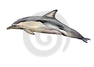 Short-beaked common dolphin