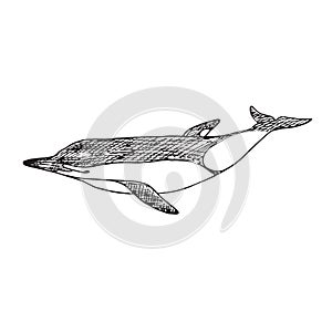 Short-beaked common dolphin, hand drawn doodle, sketch, vector outline illustration