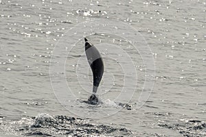 Short-beaked common dolphin jumping out of the water in the Pacific ocean in California