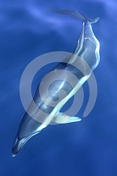 Krátky spoločný delfín tieseň z gibraltár prírodné 