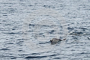 Short-beaked common dolphin swimming in Pacific ocean in California