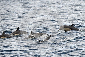 Short-beaked common dolphins swimming in Pacific ocean in California