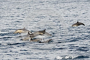 Short-beaked common dolphins swimming in Pacific ocean in California