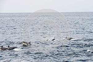 Short-beaked common dolphins swimming in Pacific ocean in California