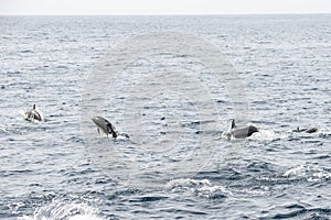 Short-beaked common dolphins swimming in Pacific ocean in California