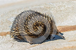 Short-beaked Echidna