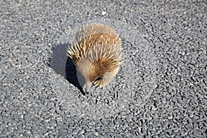 Short-beaked Echidna