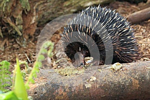 Short-beaked echidna