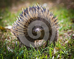 Short-beaked echidna