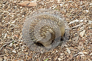 A Short Beaked Echidna in Bonorong Wildlife Sanctuary