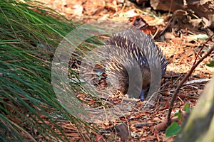 Echidna foraging